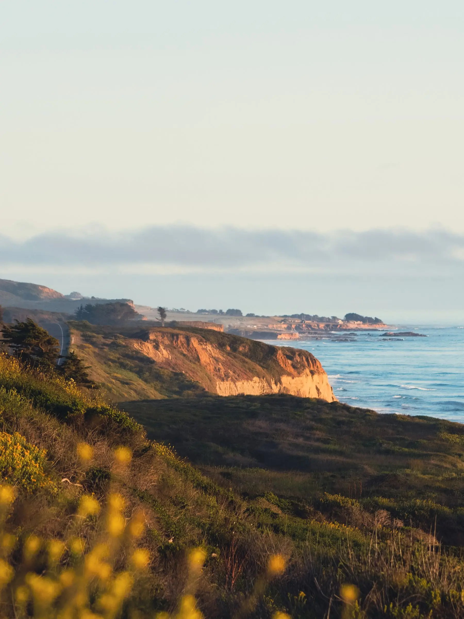Golden wildflowers on a coastal bluff above the Pacific