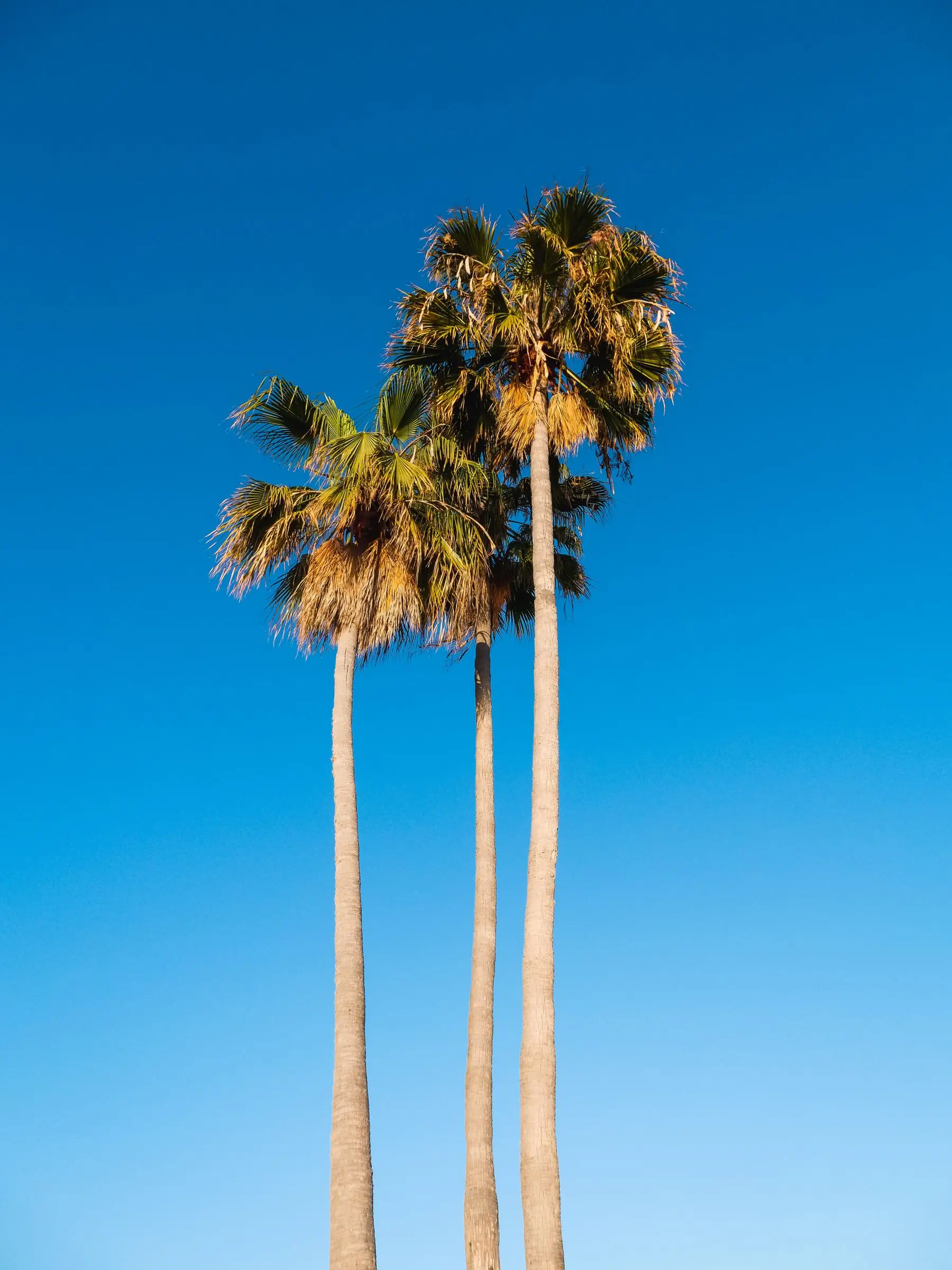 Three tall palm trees against a vivid blue sky