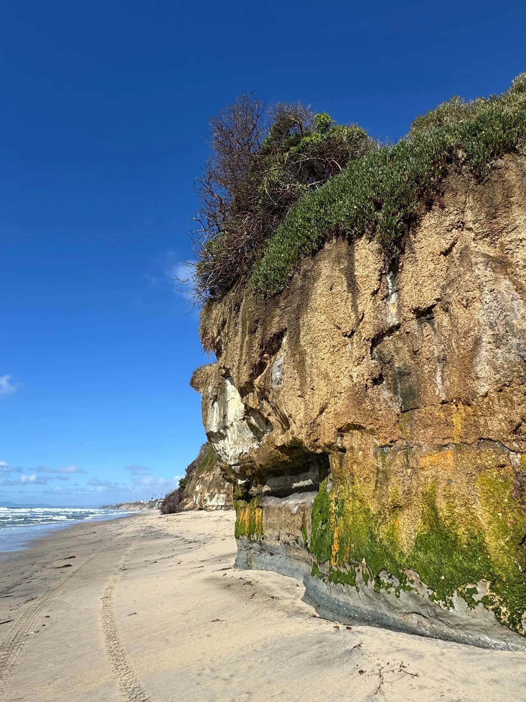 A sandstone cliff crowned with palms at Encinitas under a clear blue sky